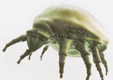 塵蟎問題知多少？