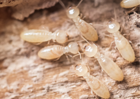 白蟻防治知多少？