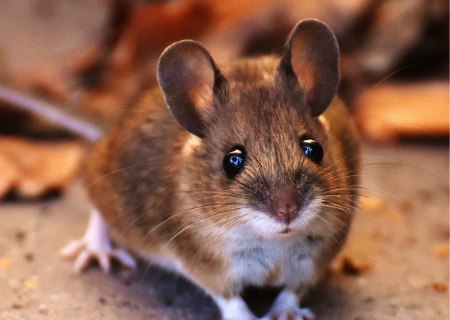 鼠害防治知多少？