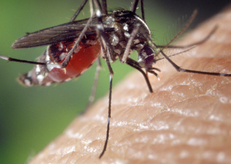 蚊蟲防治知多少？