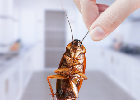 蟑螂問題知多少？