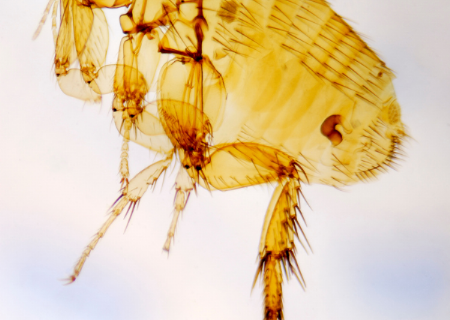 跳蚤防治知多少？