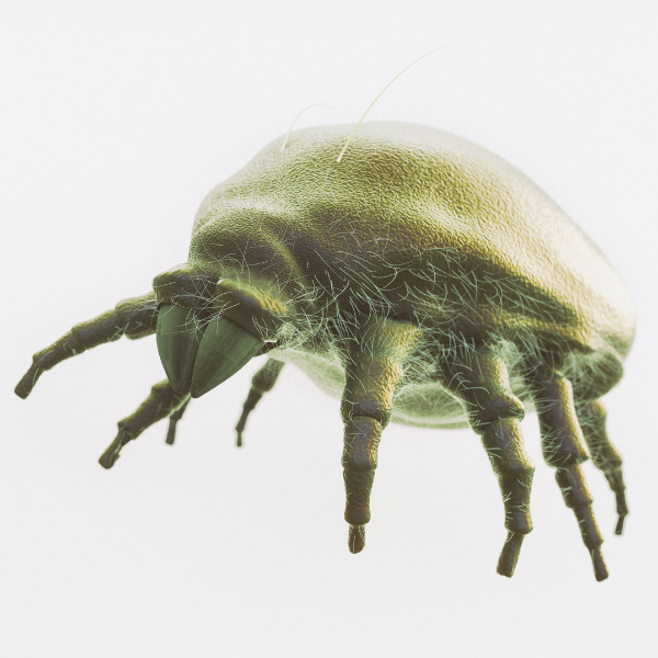 塵蟎問題知多少？