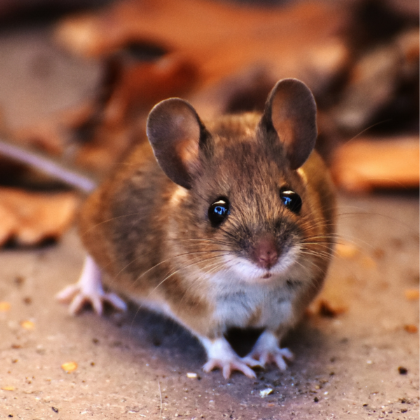 鼠害防治知多少？